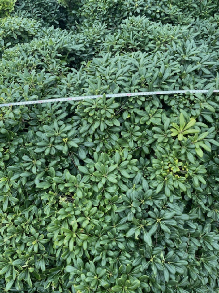 Pittosporum tobira nana promenade Clémenceau